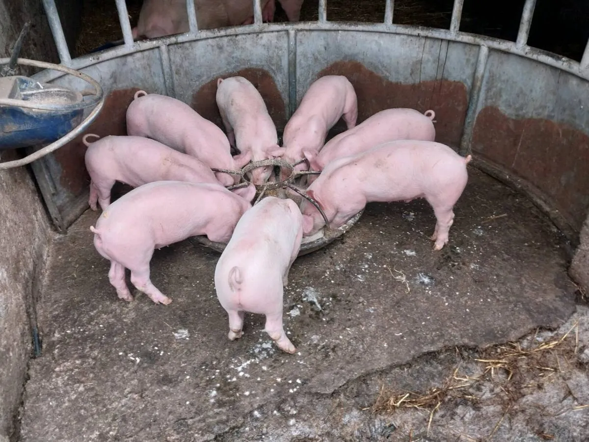 Large white piglets for sale - Image 2