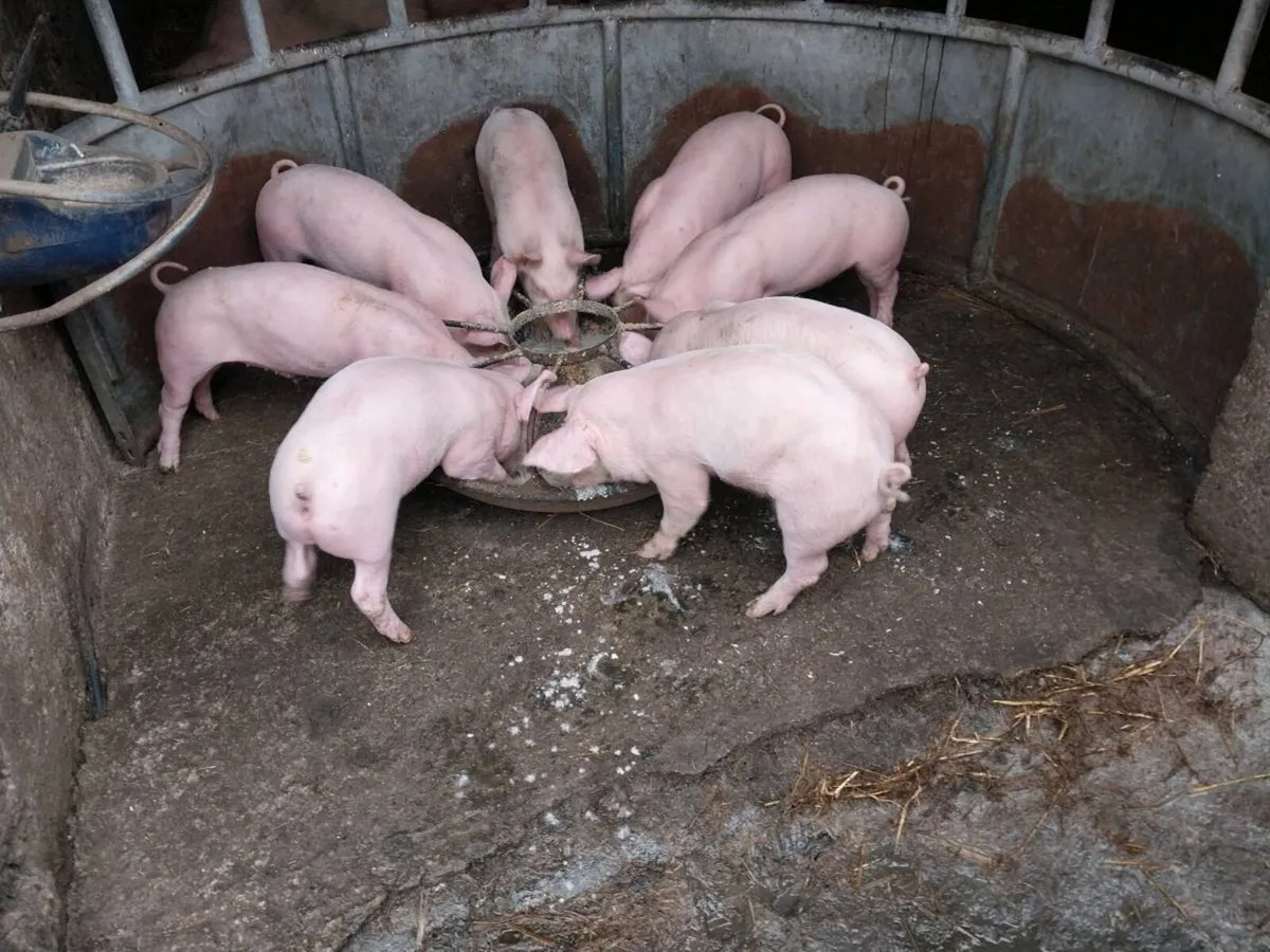 Large white piglets for sale - Image 3