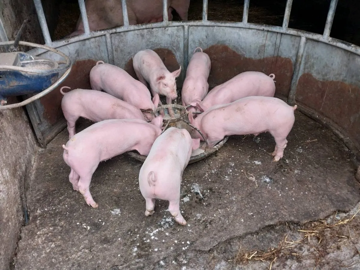 Large white piglets for sale - Image 4