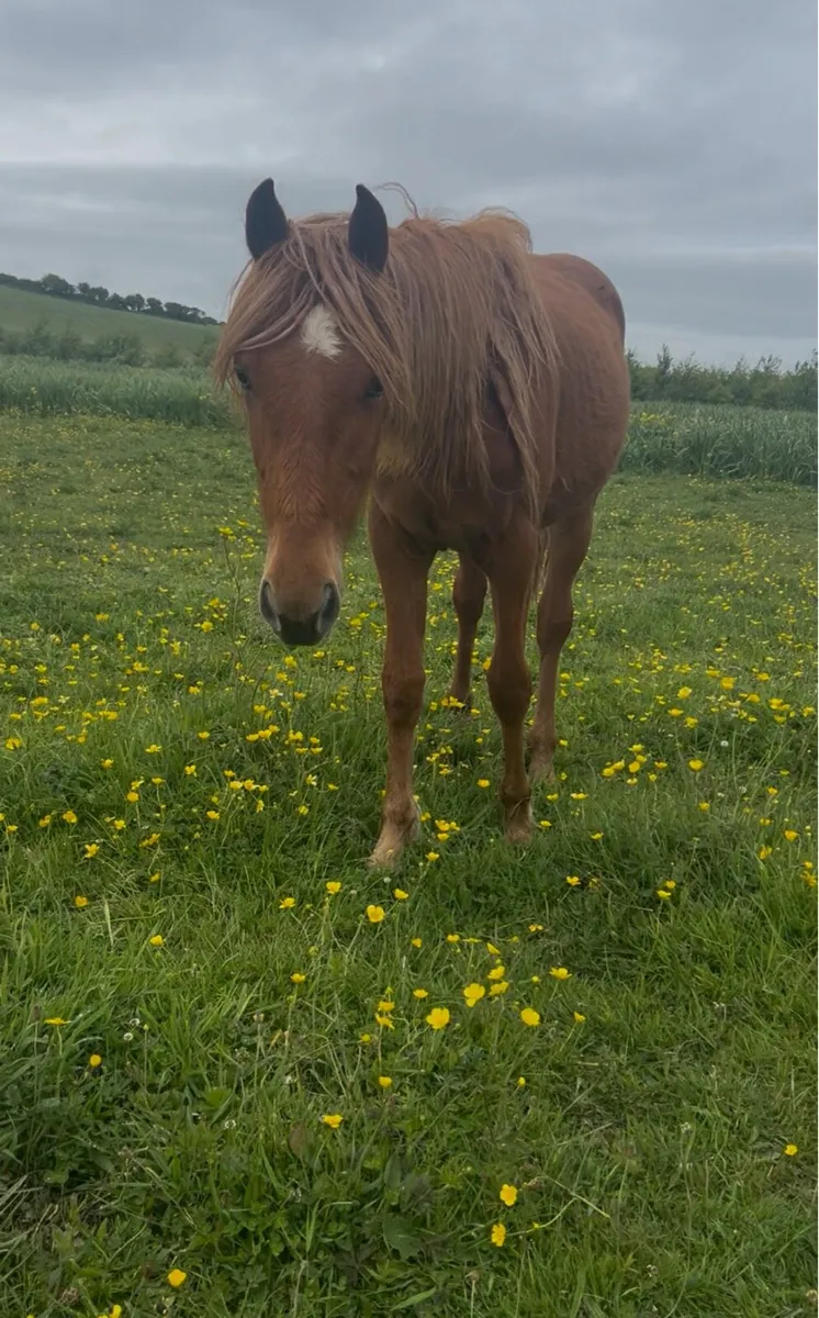 Yearling filly and yearling gelding - Image 3