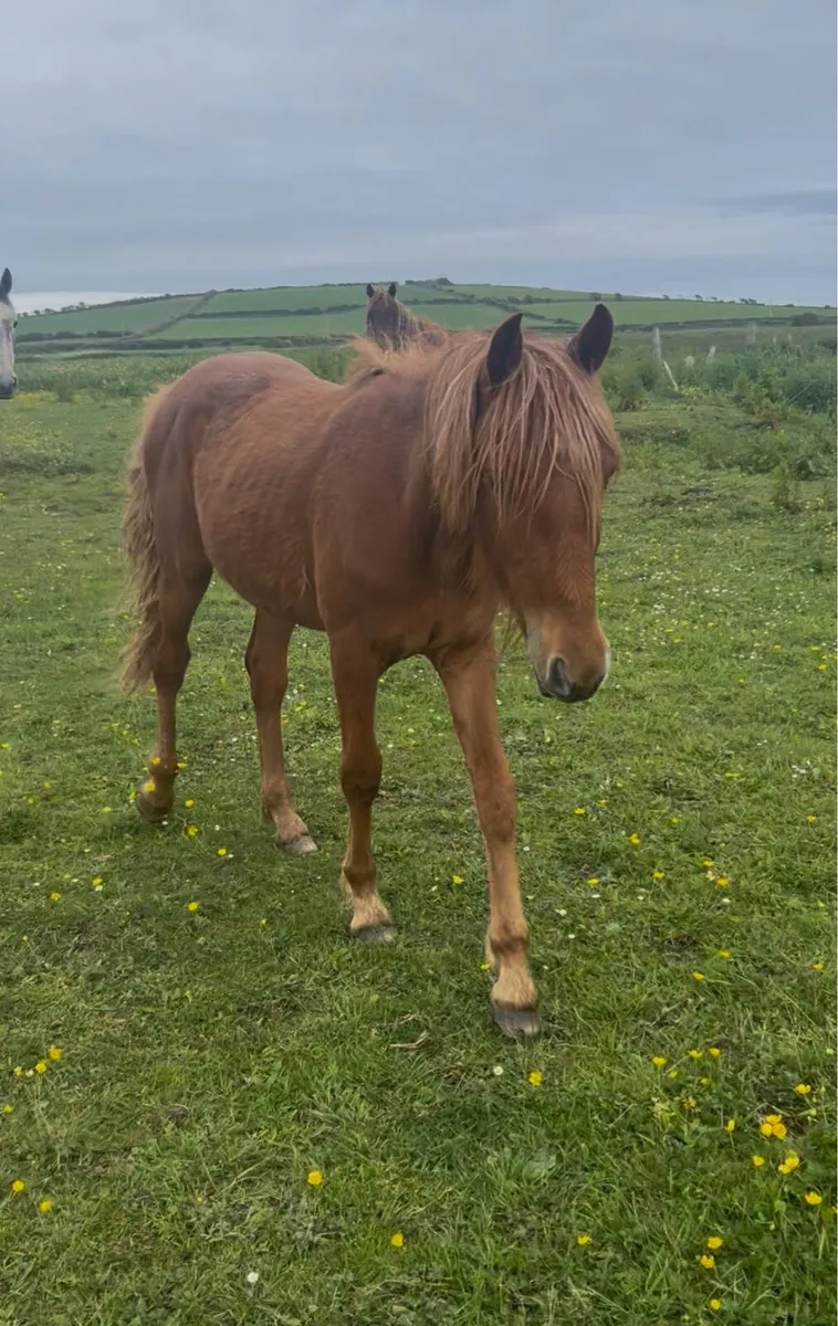 Yearling filly and yearling gelding - Image 1