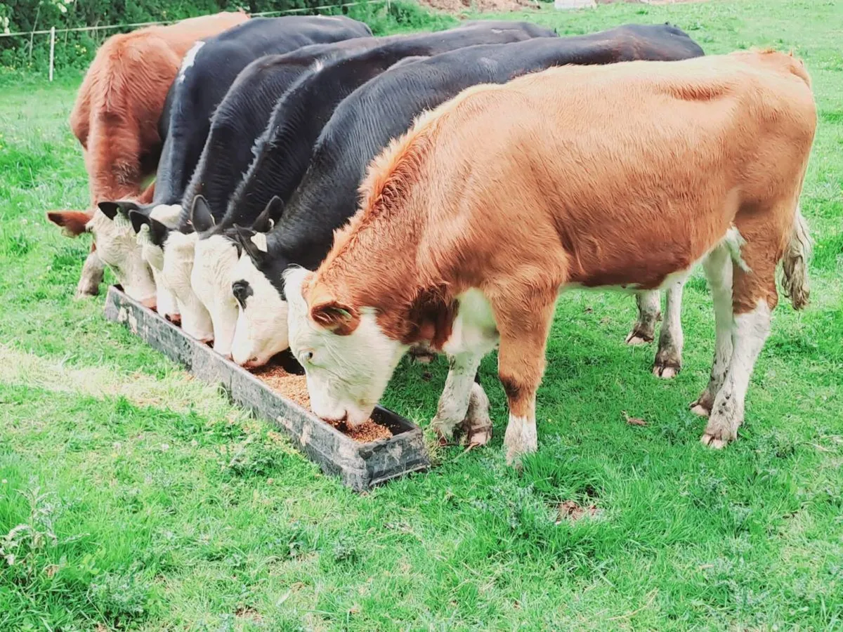6 HEREFORD BULLOCKS 300KGS - Image 4