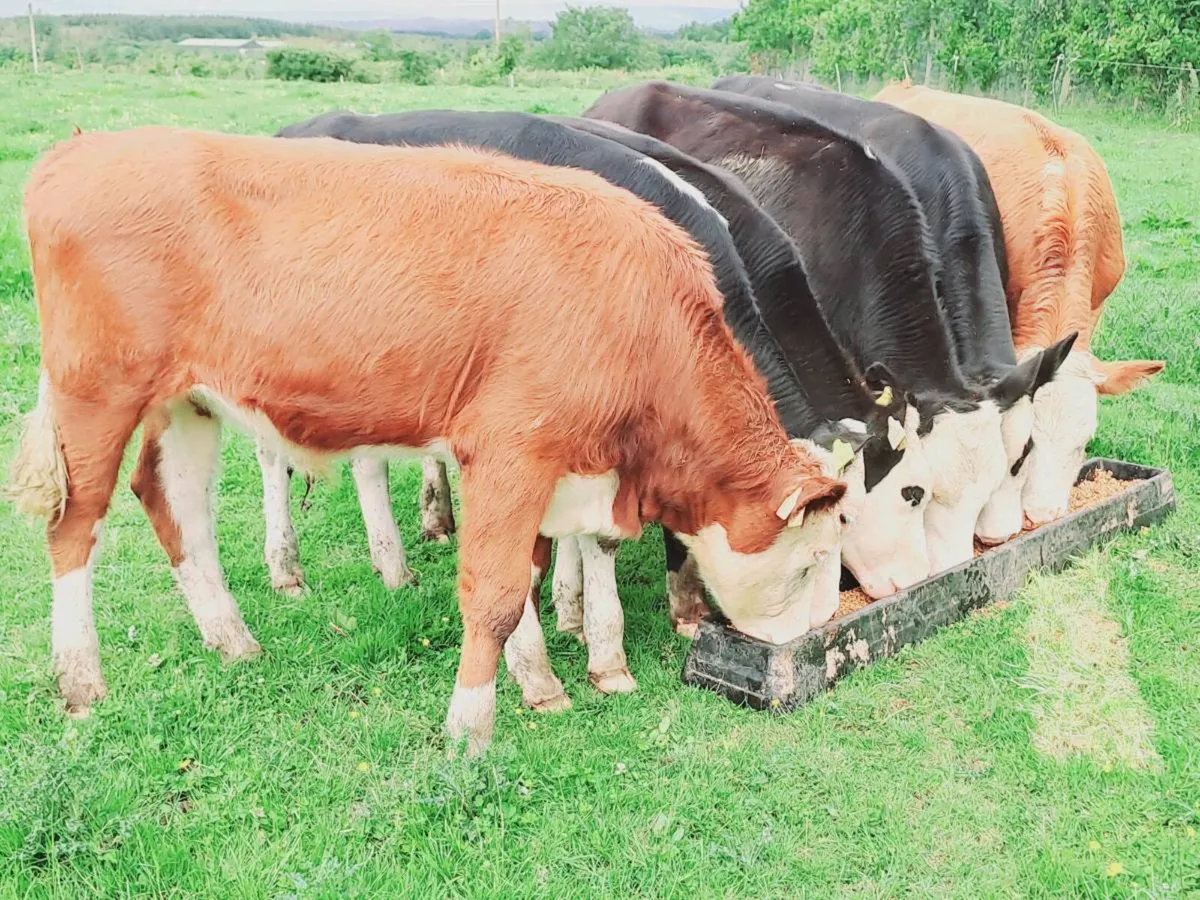 6 HEREFORD BULLOCKS 300KGS - Image 1