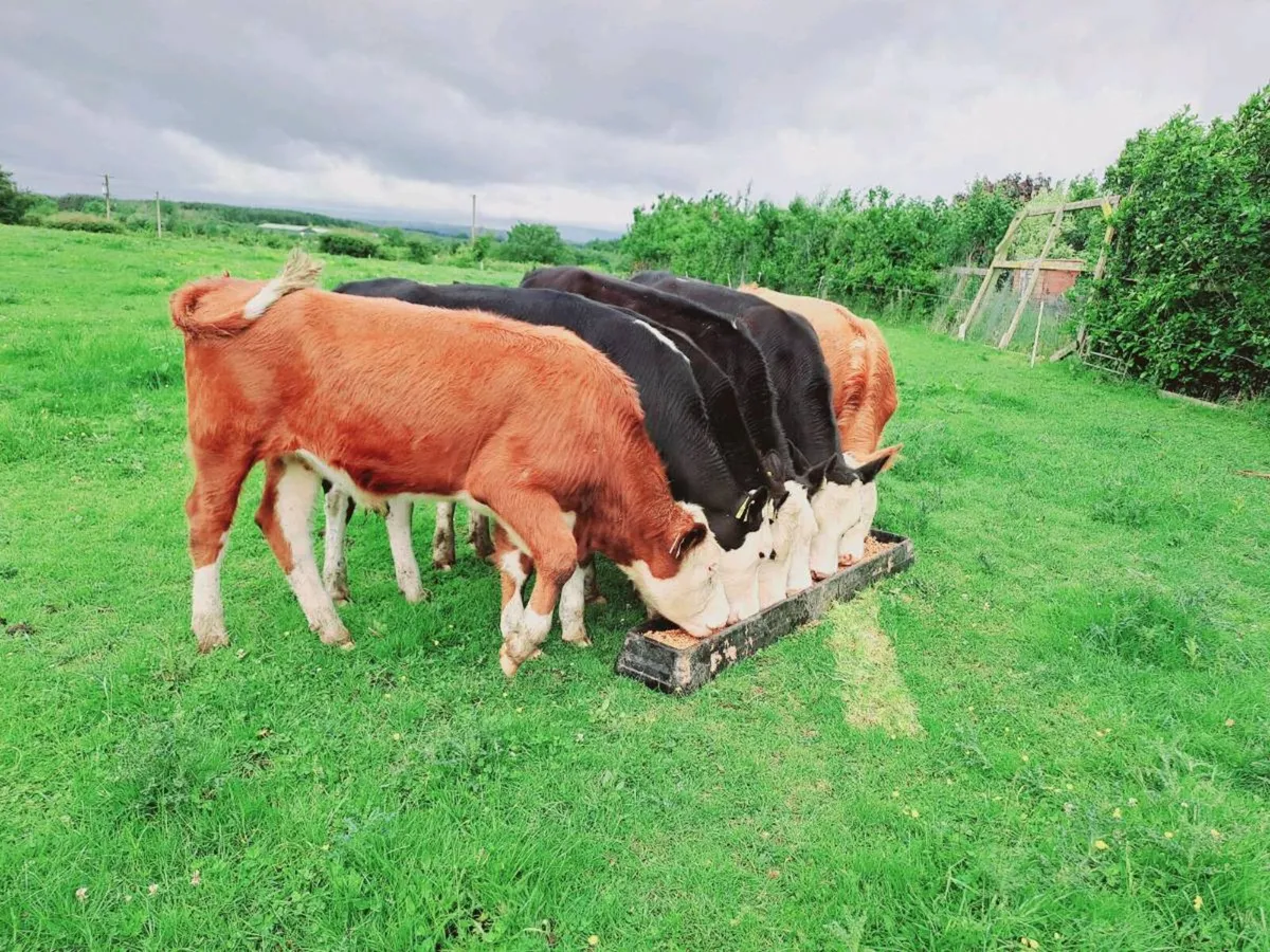 6 HEREFORD BULLOCKS 300KGS - Image 2