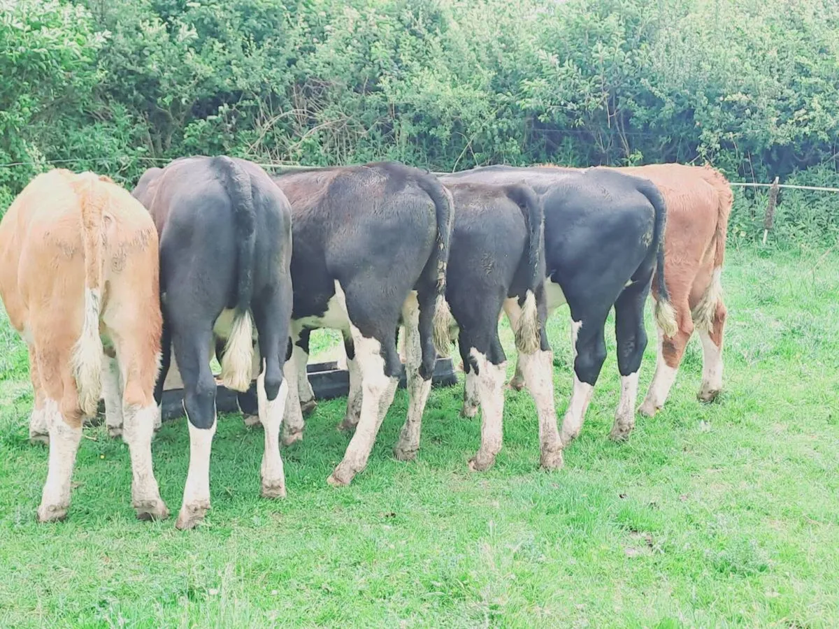 6 HEREFORD BULLOCKS 300KGS - Image 3