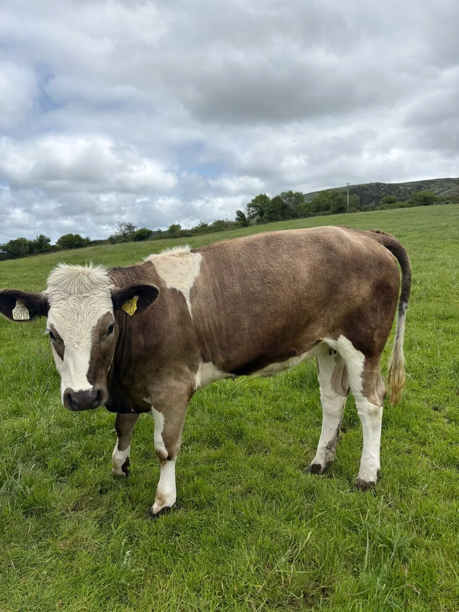 4 Simmental heifers Iveragh mart - Image 1