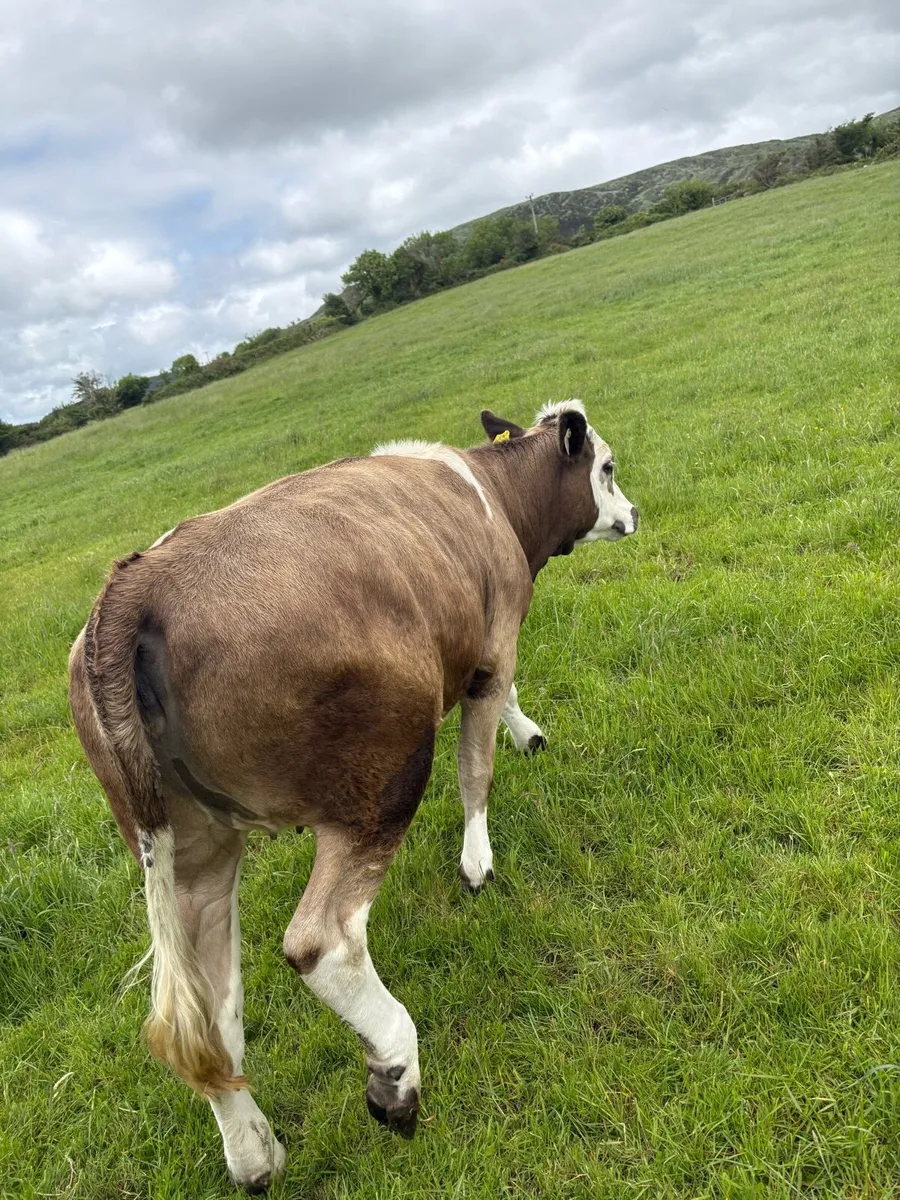 4 Simmental heifers Iveragh mart - Image 2