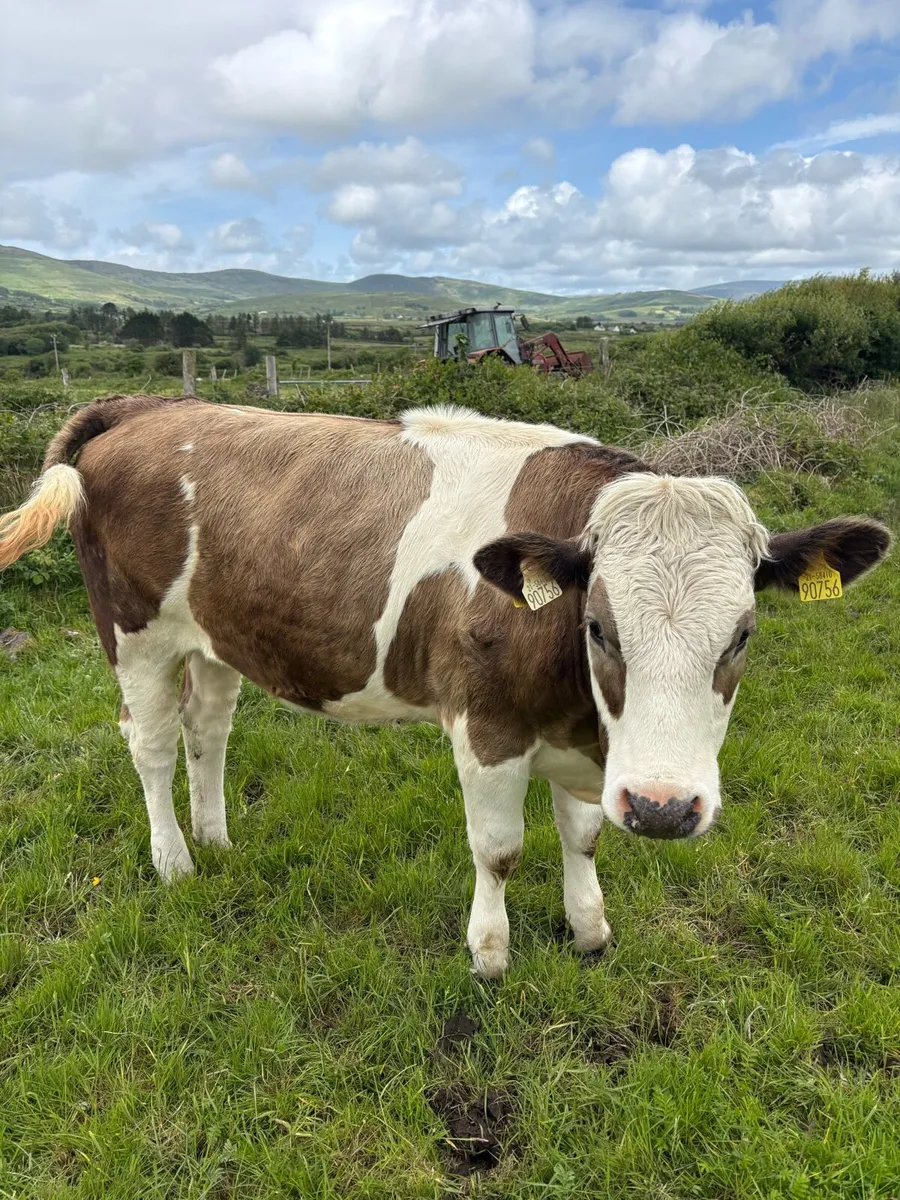 4 Simmental heifers Iveragh mart - Image 3