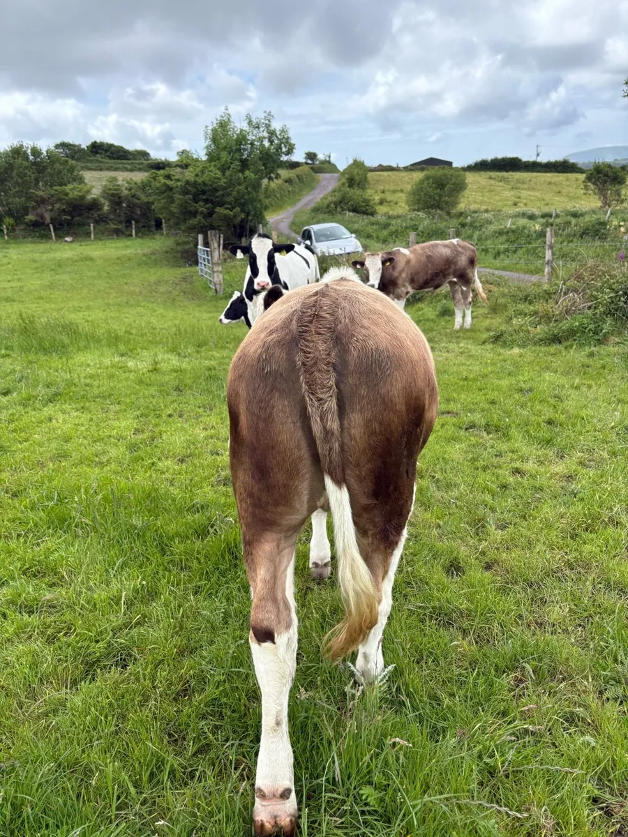 4 Simmental heifers Iveragh mart - Image 4