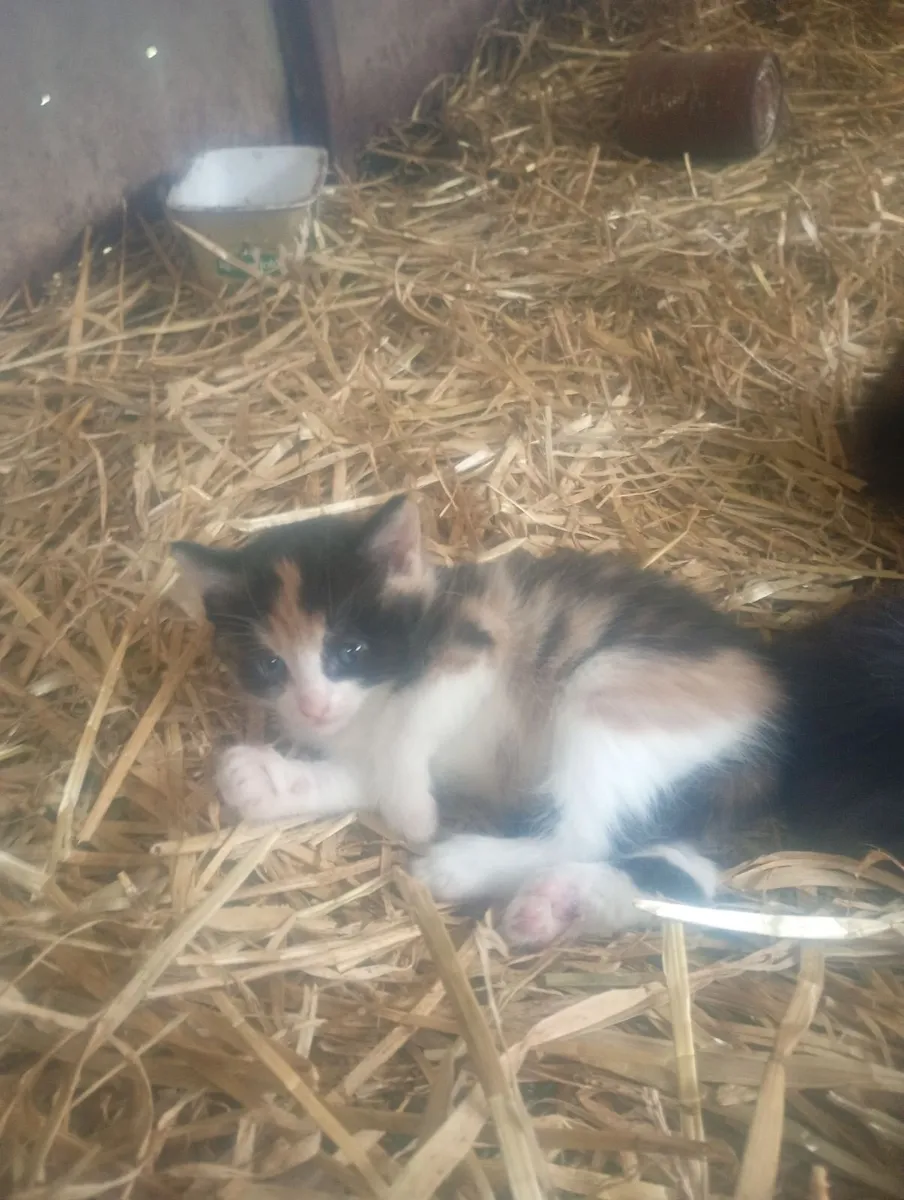 Kittens