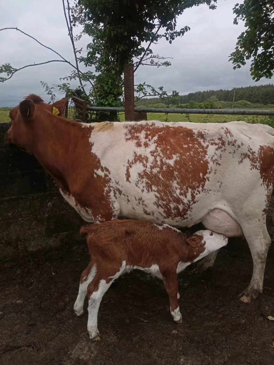 Suckler cow - Image 1