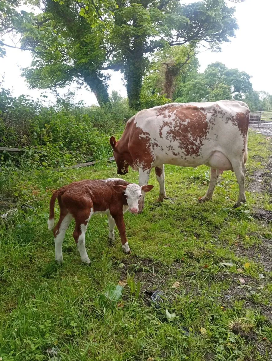 Suckler cow - Image 2