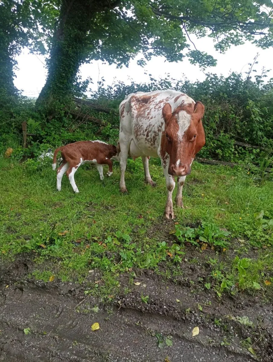Suckler cow - Image 3