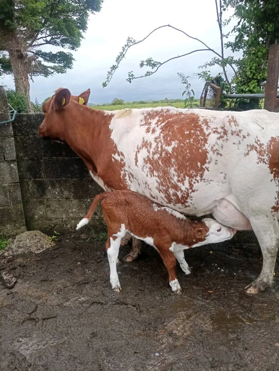 Suckler cow - Image 4