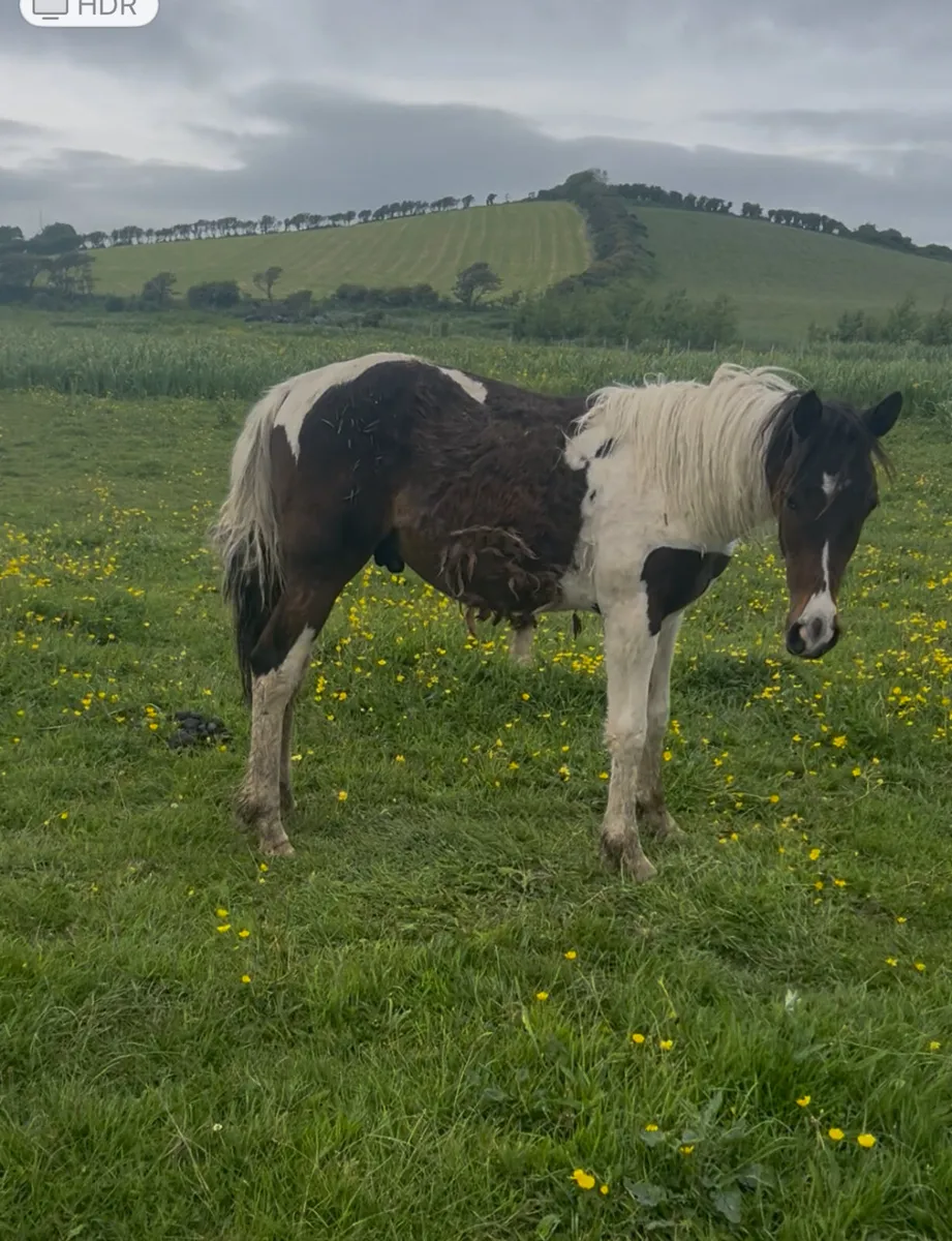 Yearling filly and yearling gelding - Image 2