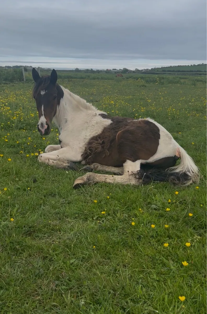 Yearling filly and yearling gelding - Image 4