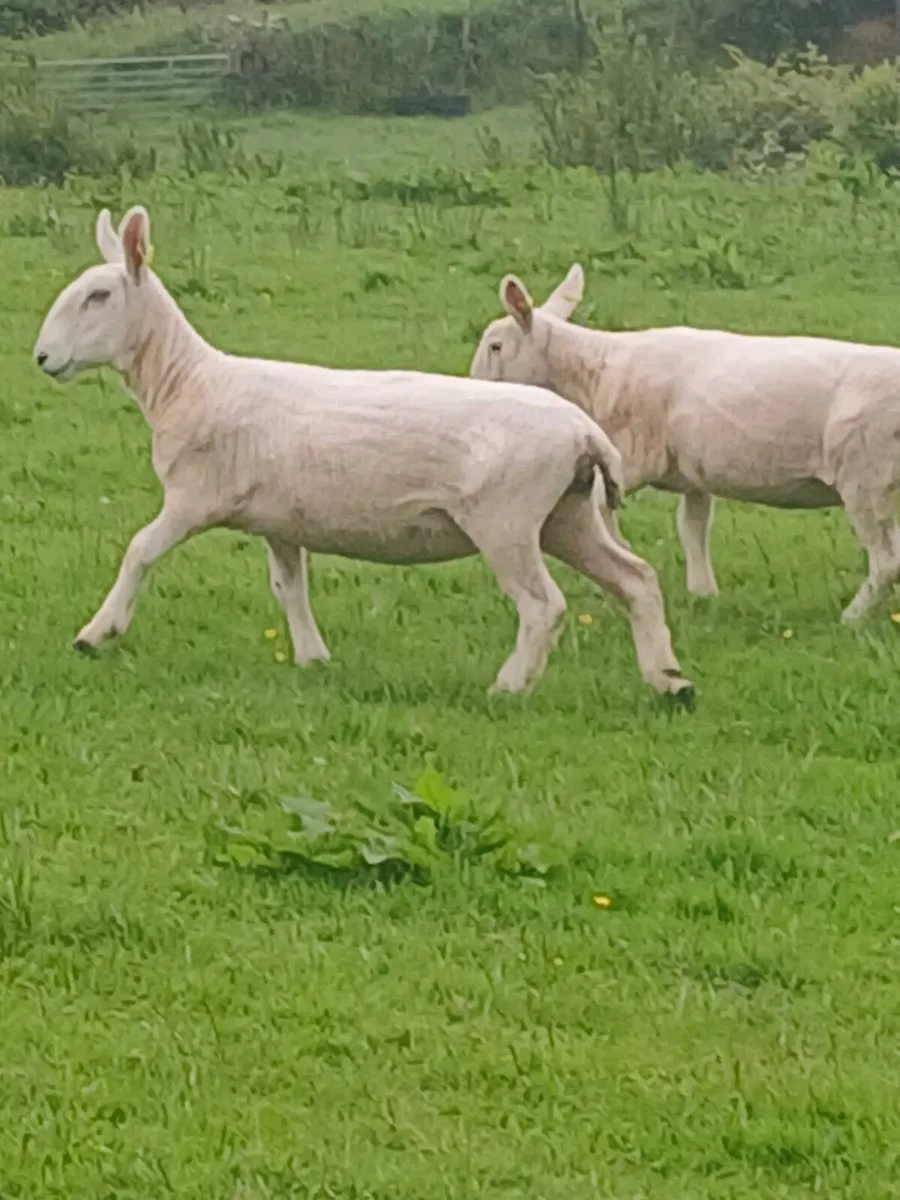 Cheviot hoggets x 5 - Image 1
