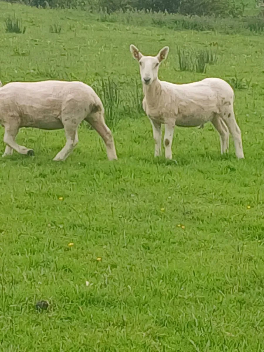 Cheviot hoggets x 5 - Image 2