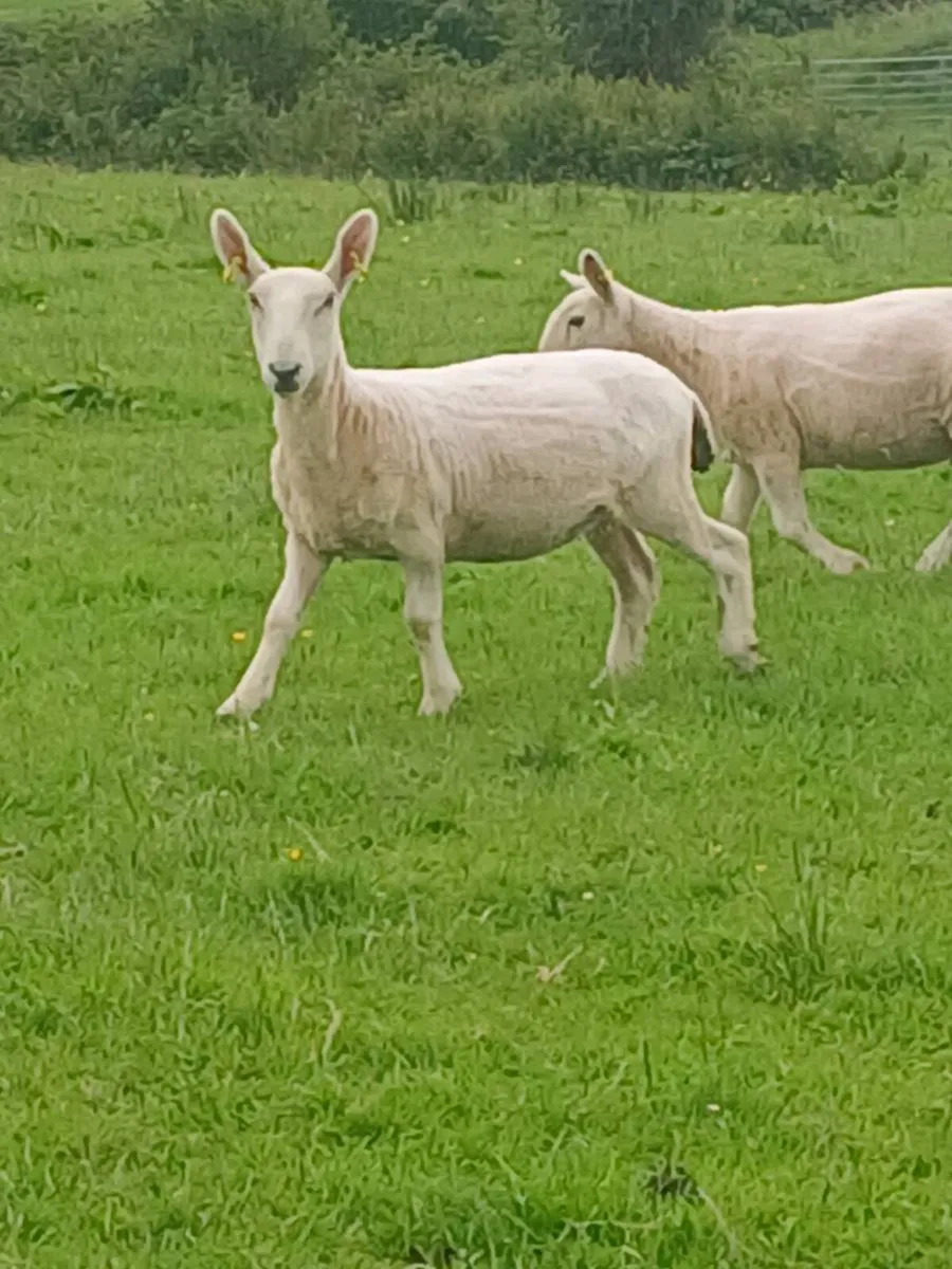 Cheviot hoggets x 5 - Image 3
