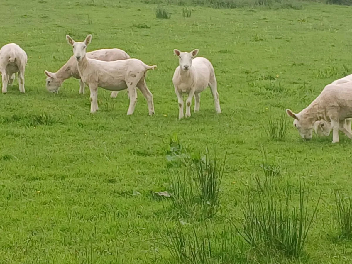 Cheviot hoggets x 5 - Image 4
