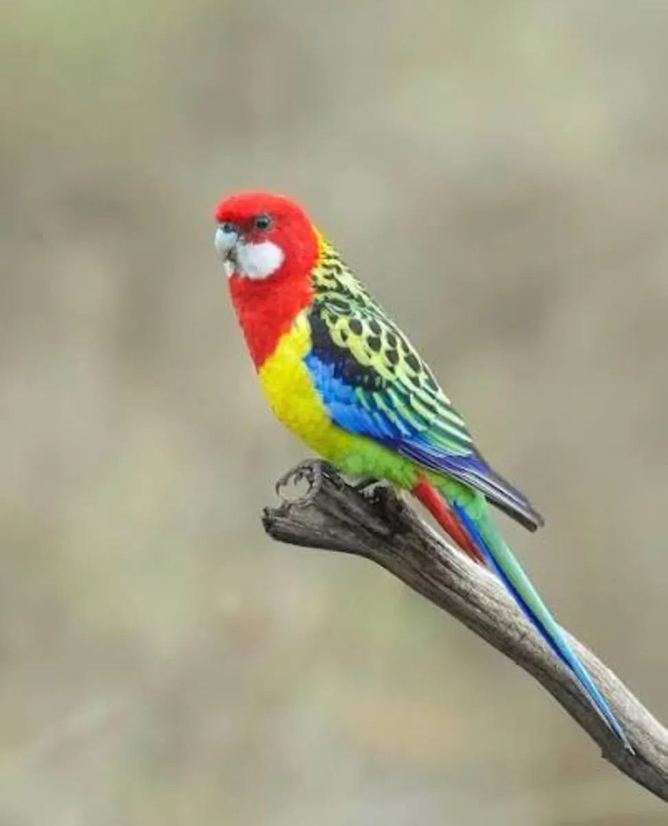 Eastern Rosella - Image 1