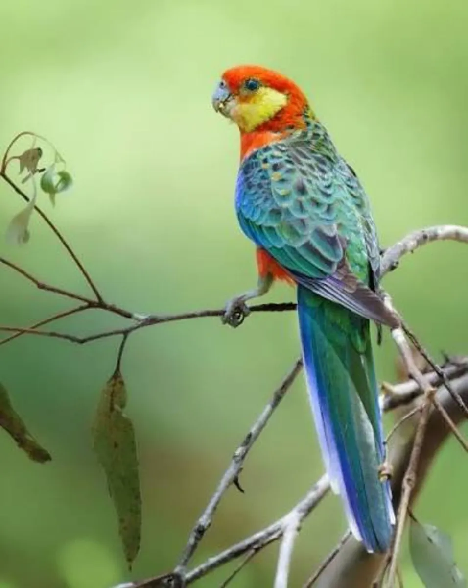 Eastern Rosella - Image 2