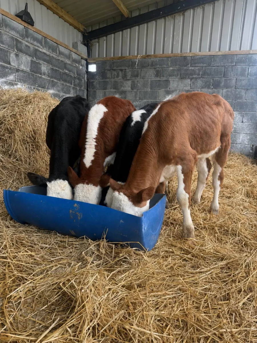 Organic Hereford bullocks - Image 1
