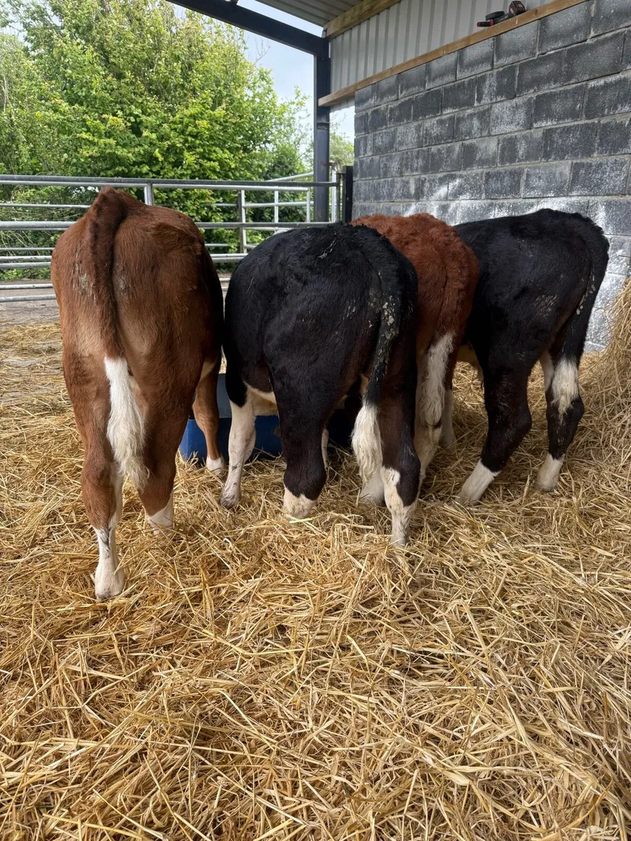Organic Hereford bullocks - Image 2