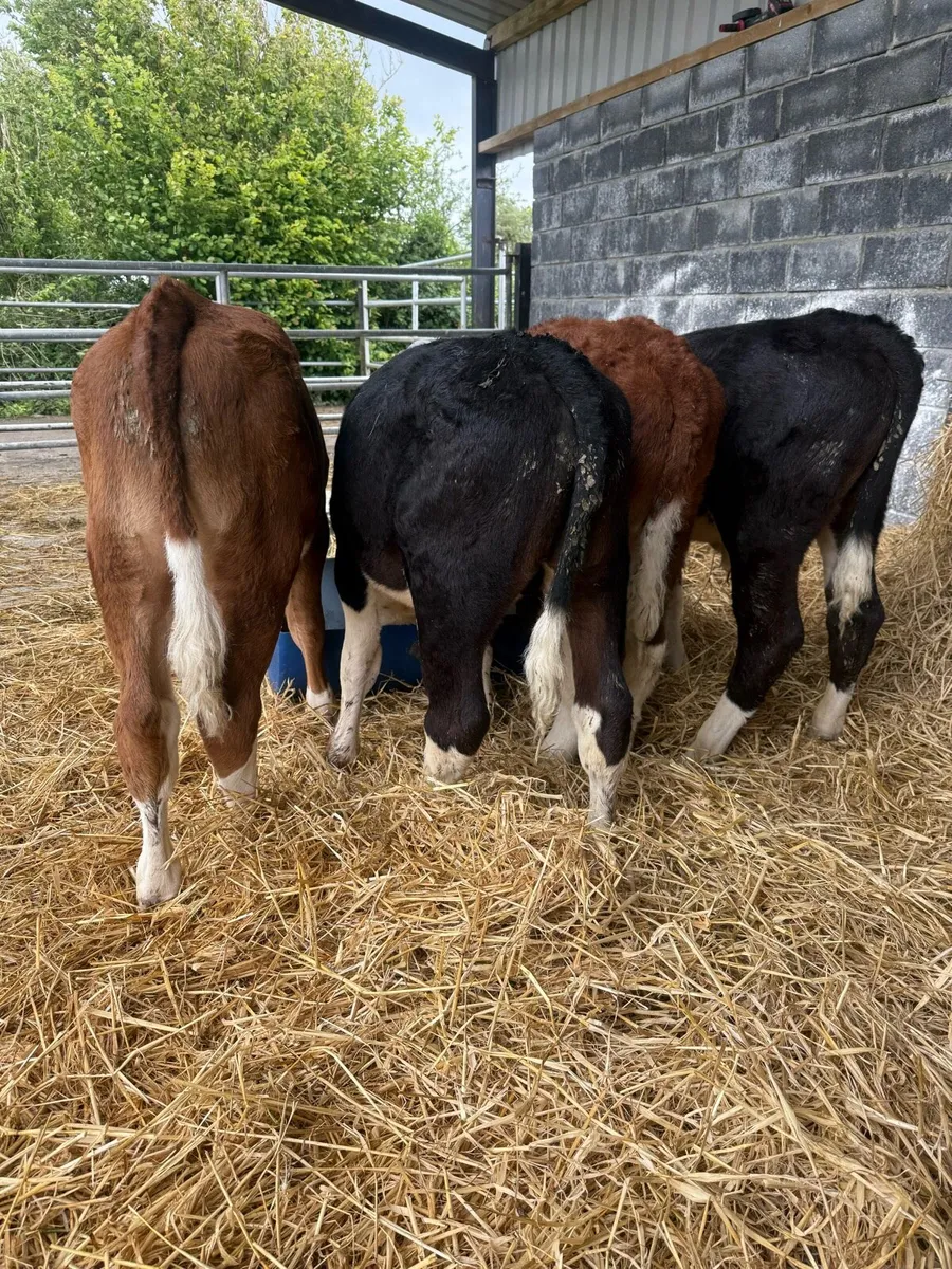 Organic Hereford bullocks - Image 3