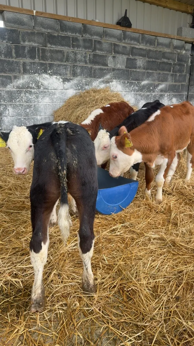 Organic Hereford bullocks - Image 4