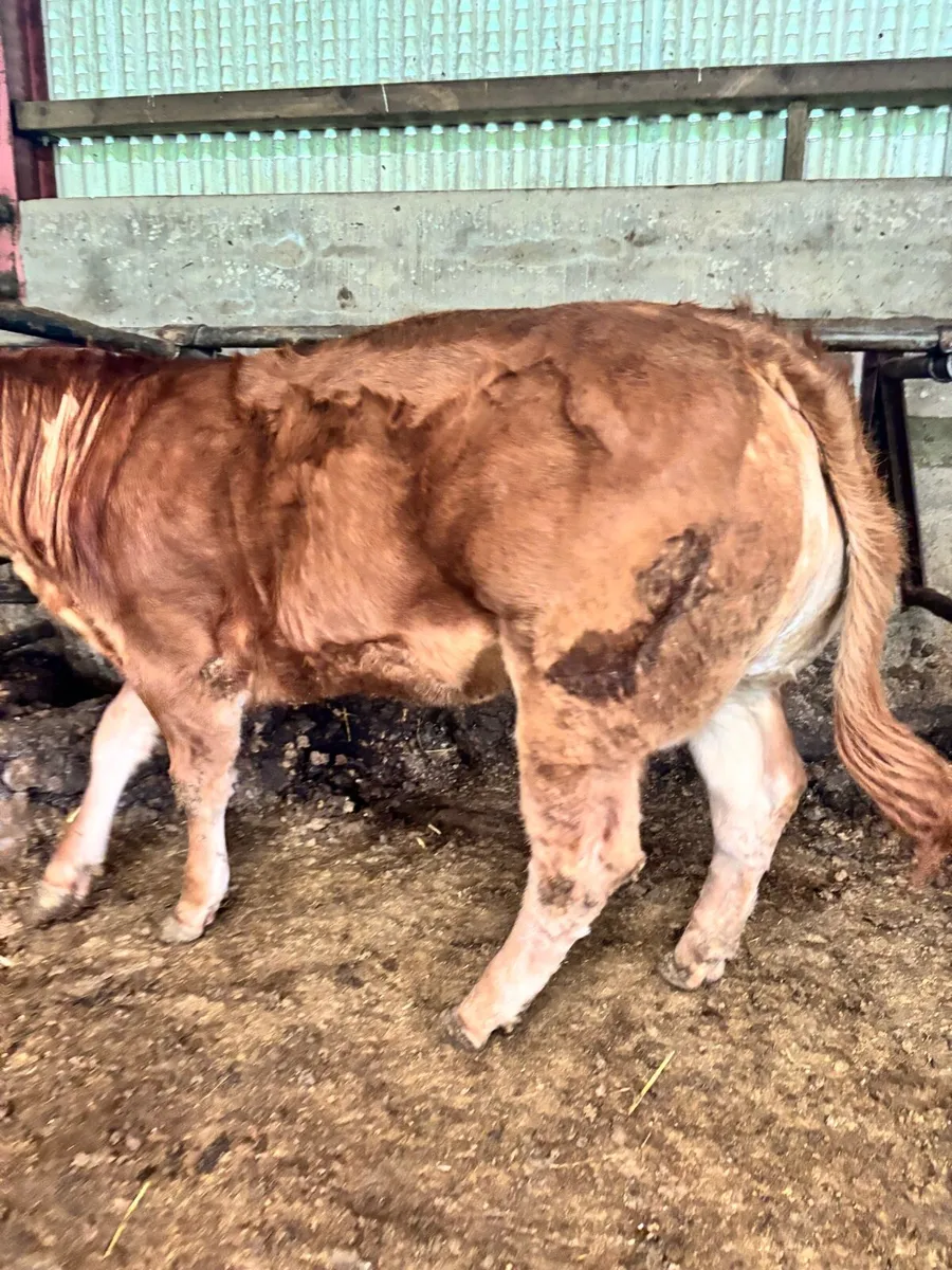 ***Exceptional Ped LM heifer*** - Image 2