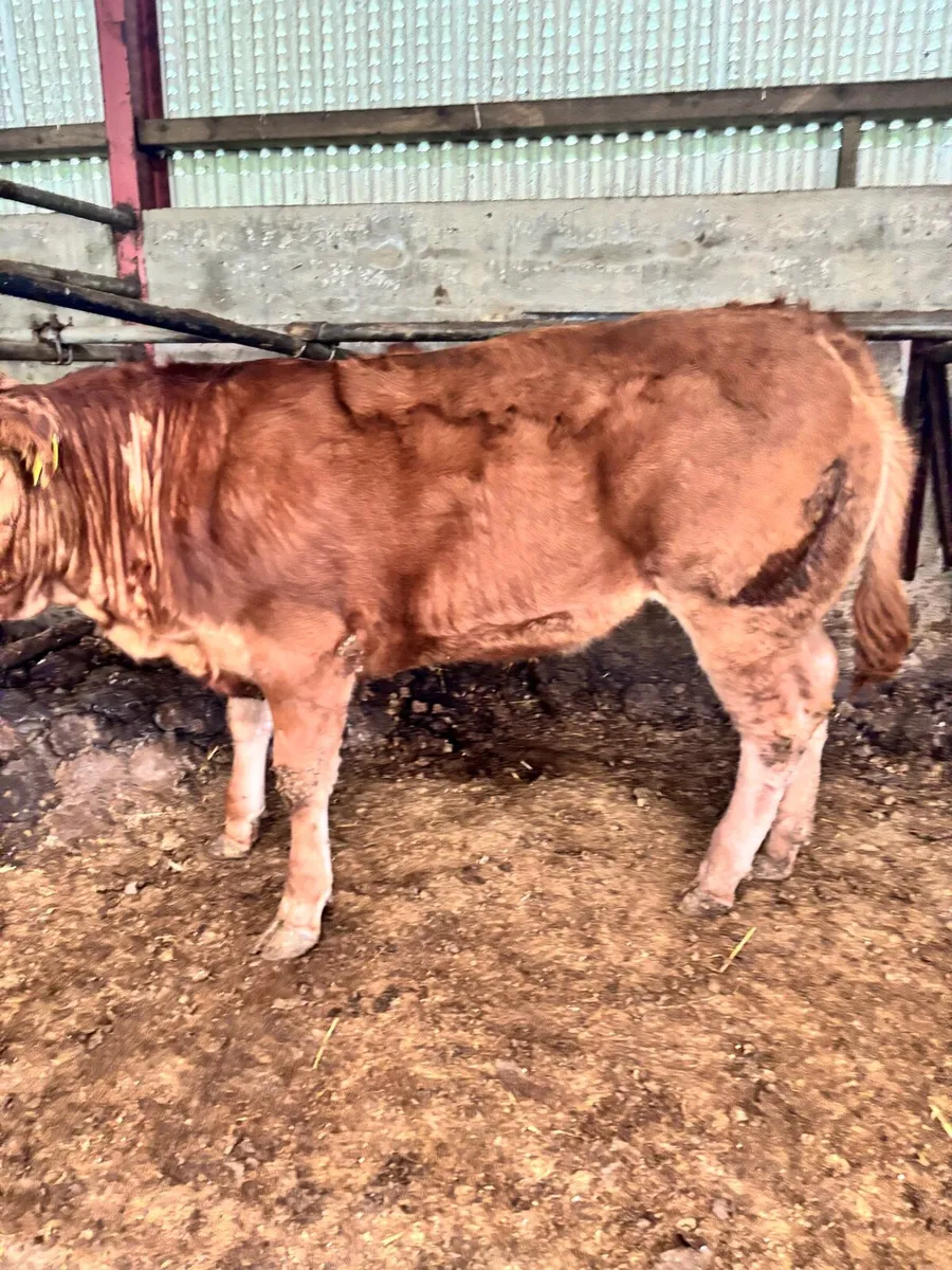 ***Exceptional Ped LM heifer*** - Image 4