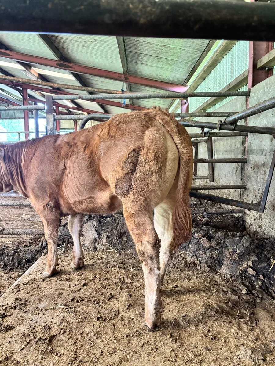 ***Exceptional Ped LM heifer*** - Image 3