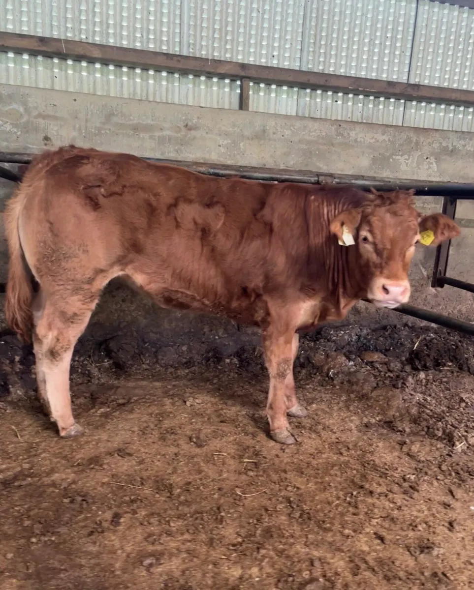 ***Exceptional Ped LM heifer*** - Image 1
