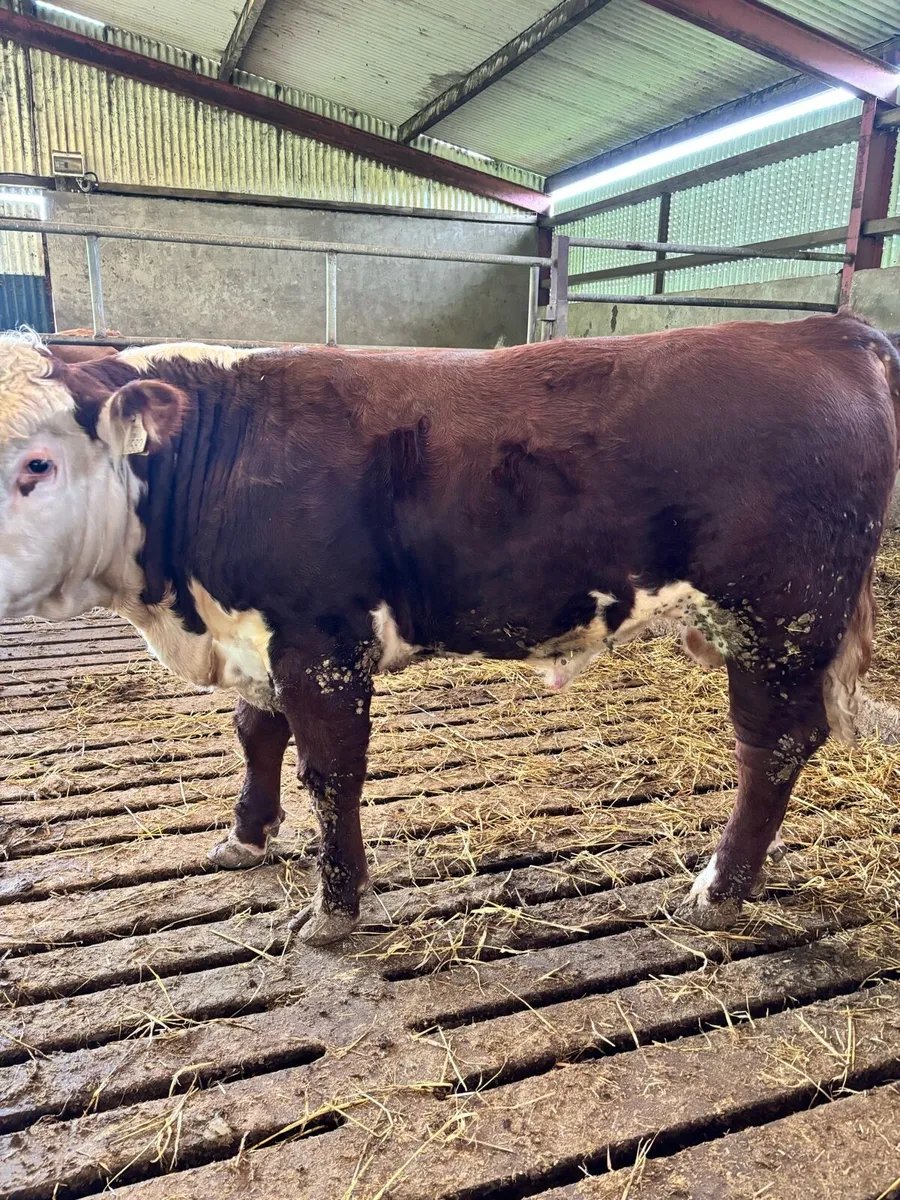 PBR Hereford & Angus Bulls for sale - Image 1