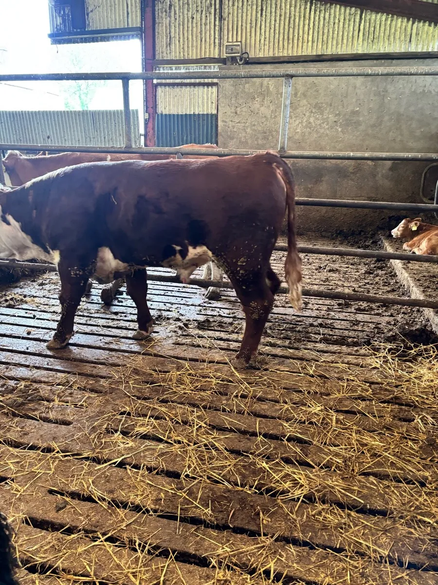 PBR Hereford & Angus Bulls for sale - Image 2