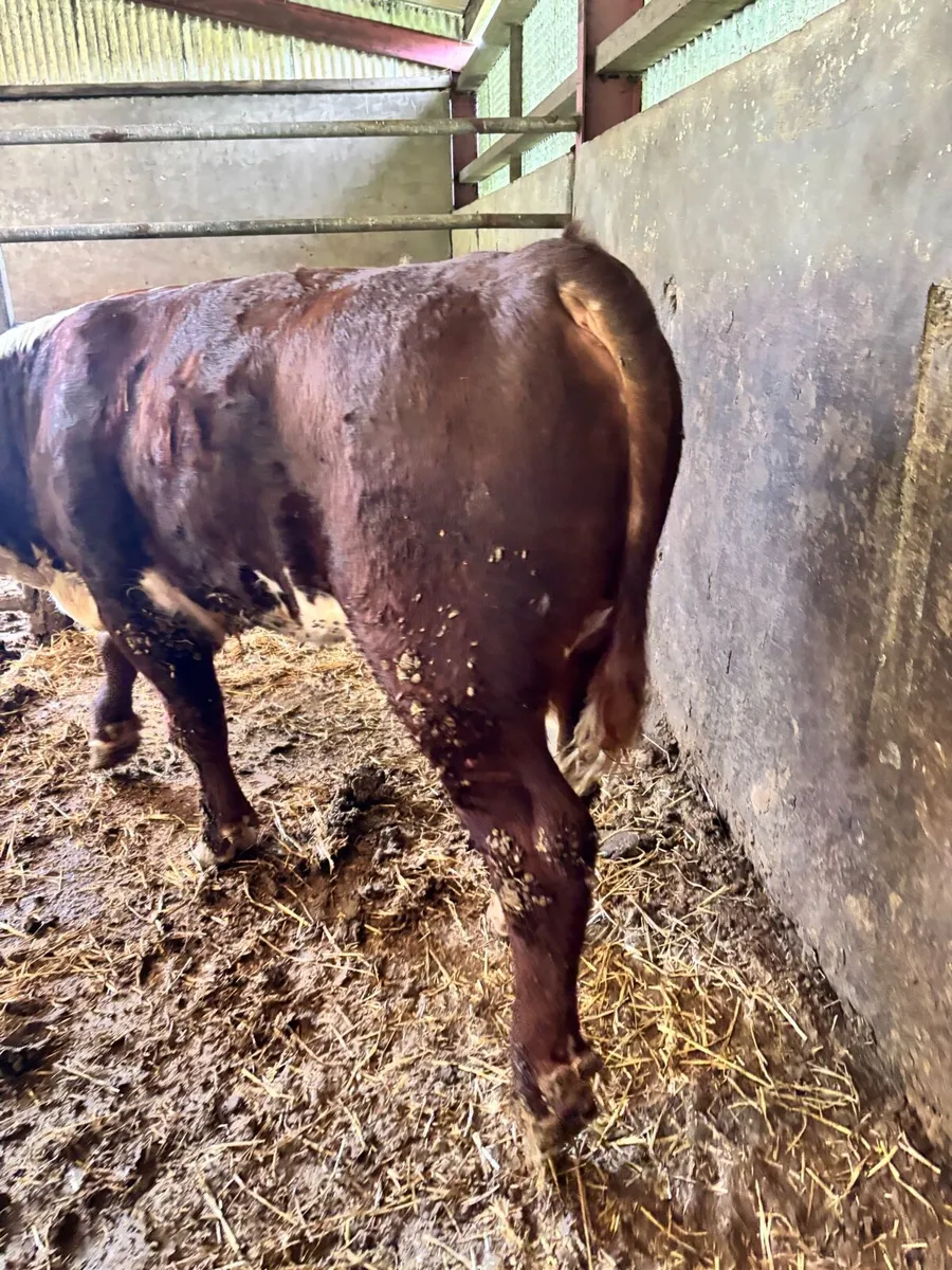 PBR Hereford & Angus Bulls for sale - Image 3