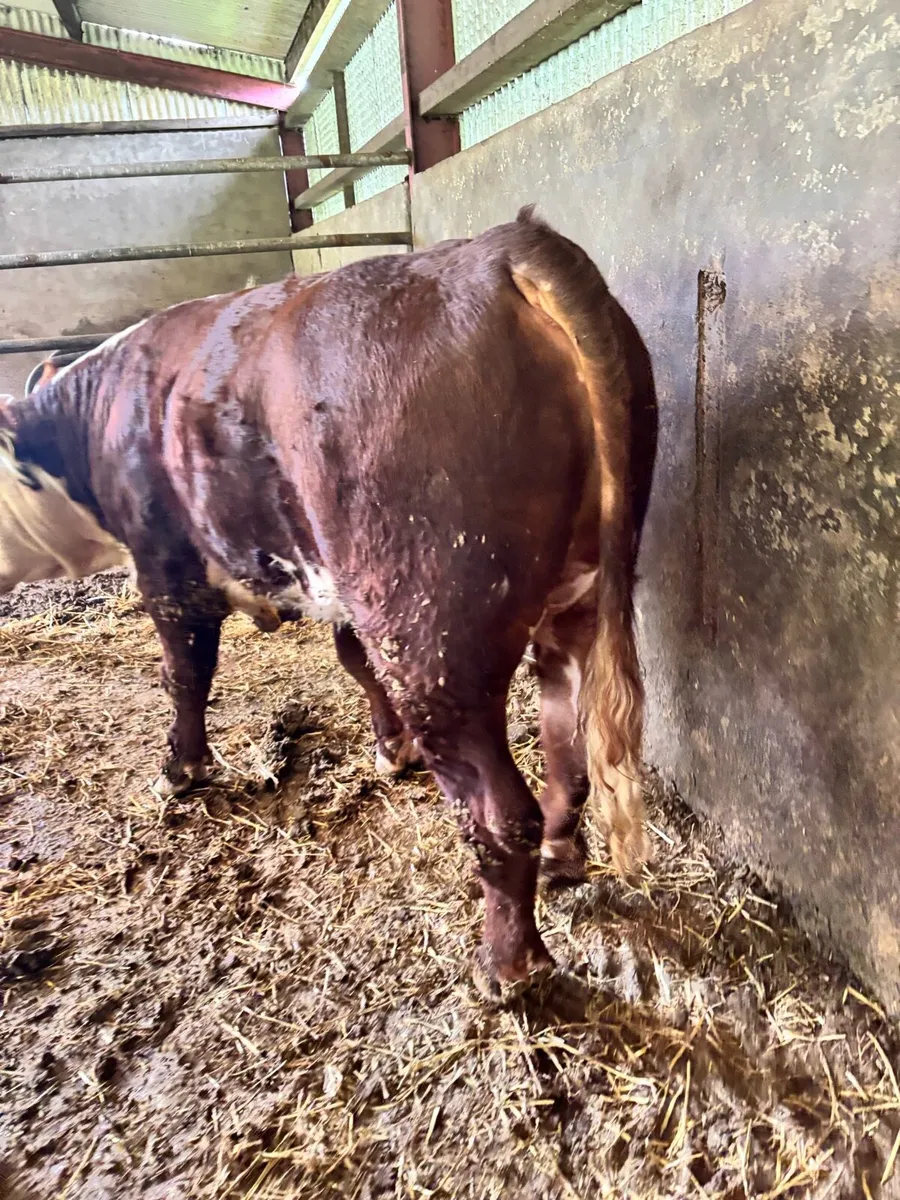 PBR Hereford & Angus Bulls for sale - Image 4