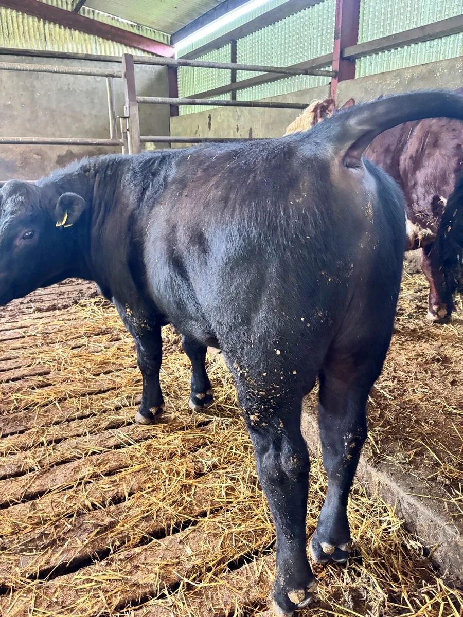 PBR Angus Bull for sale 1.2%