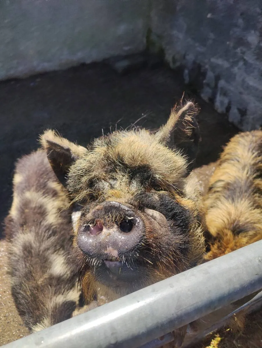 Kune kune pigs - Image 1