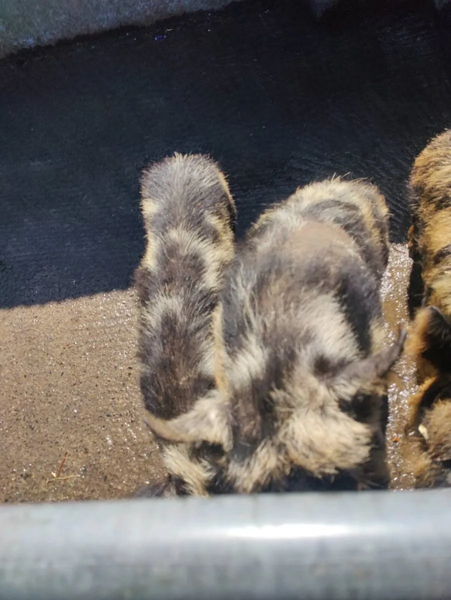 Kune kune pigs - Image 2
