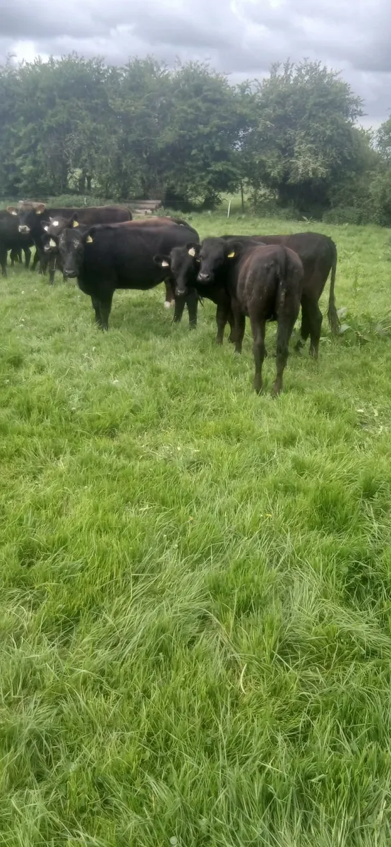 Heifers - Image 1