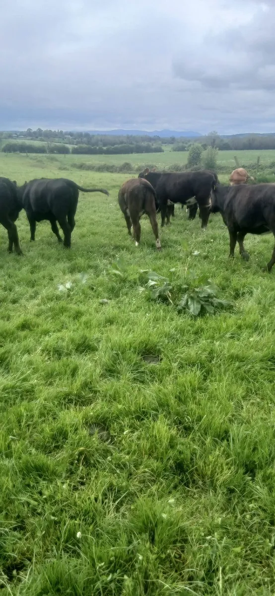 Heifers - Image 2