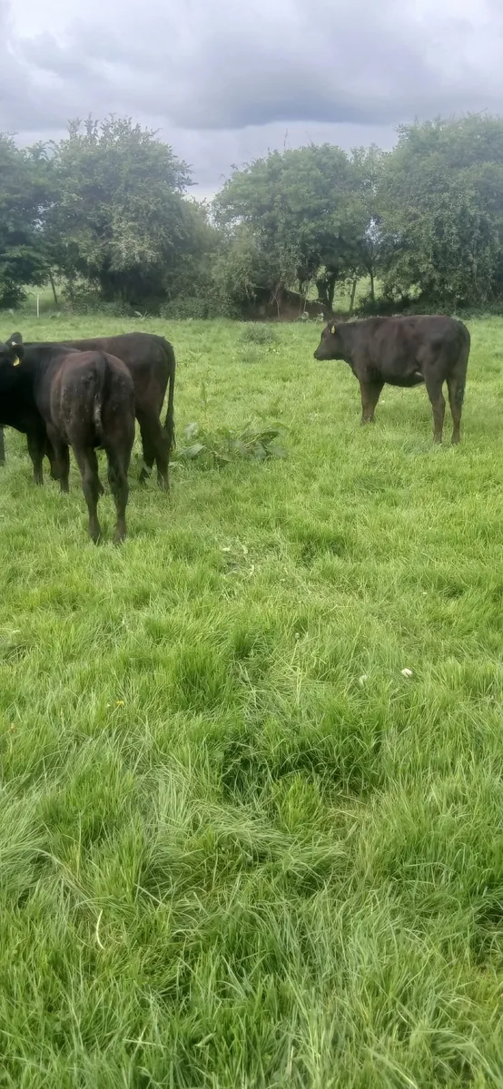 Heifers - Image 3
