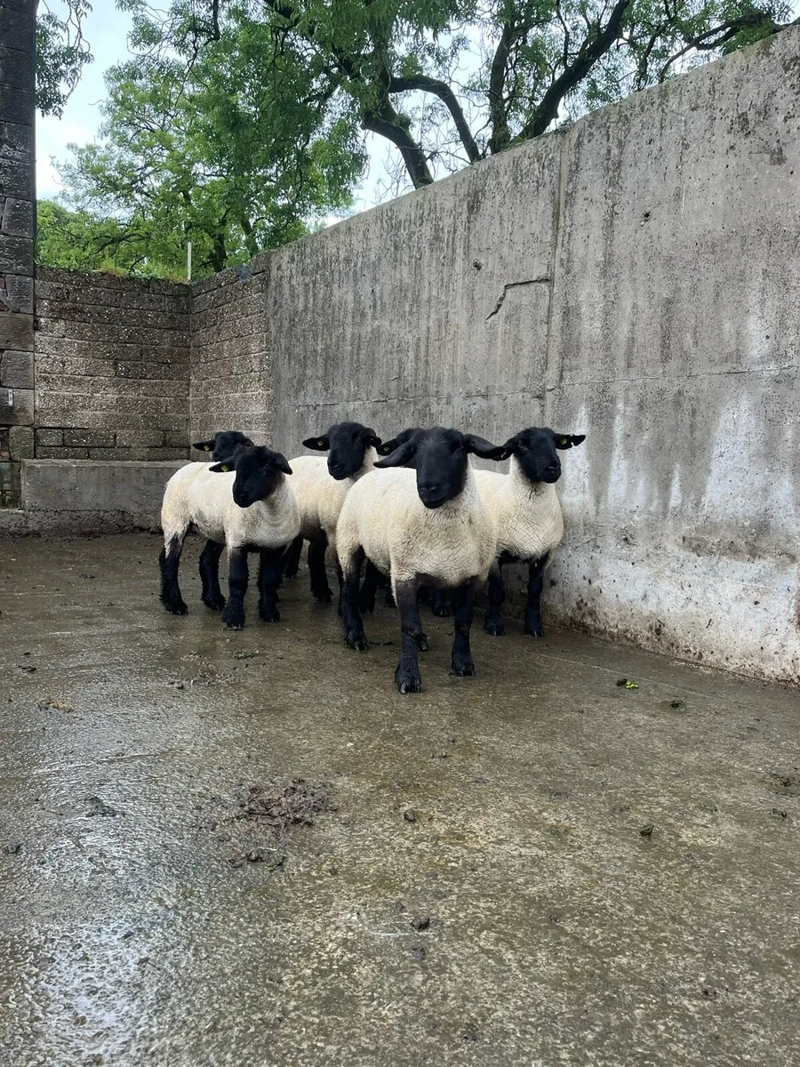 Pedigree Suffolk hoggets - Image 1