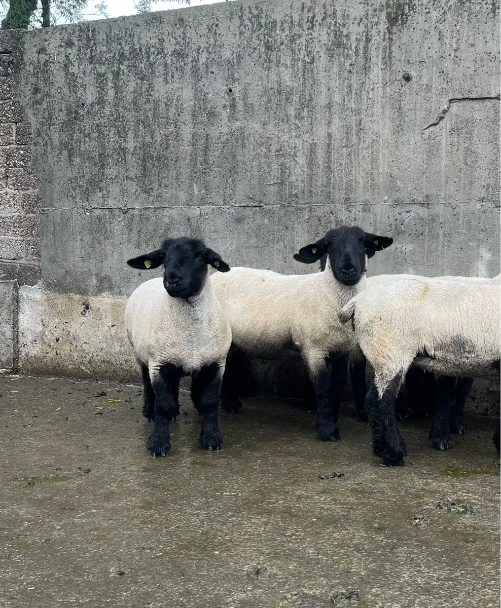 Pedigree Suffolk hoggets - Image 2