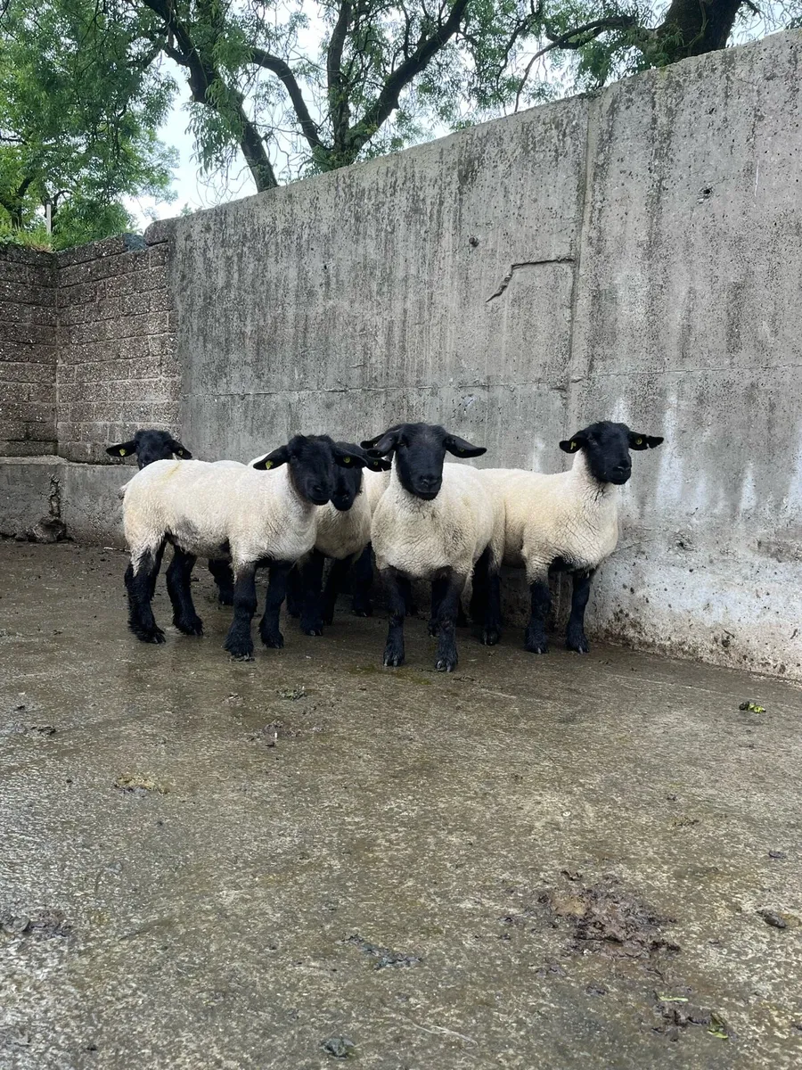 Pedigree Suffolk hoggets - Image 3