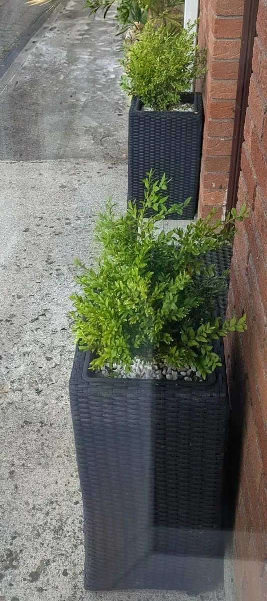 Plants in pots - Image 1