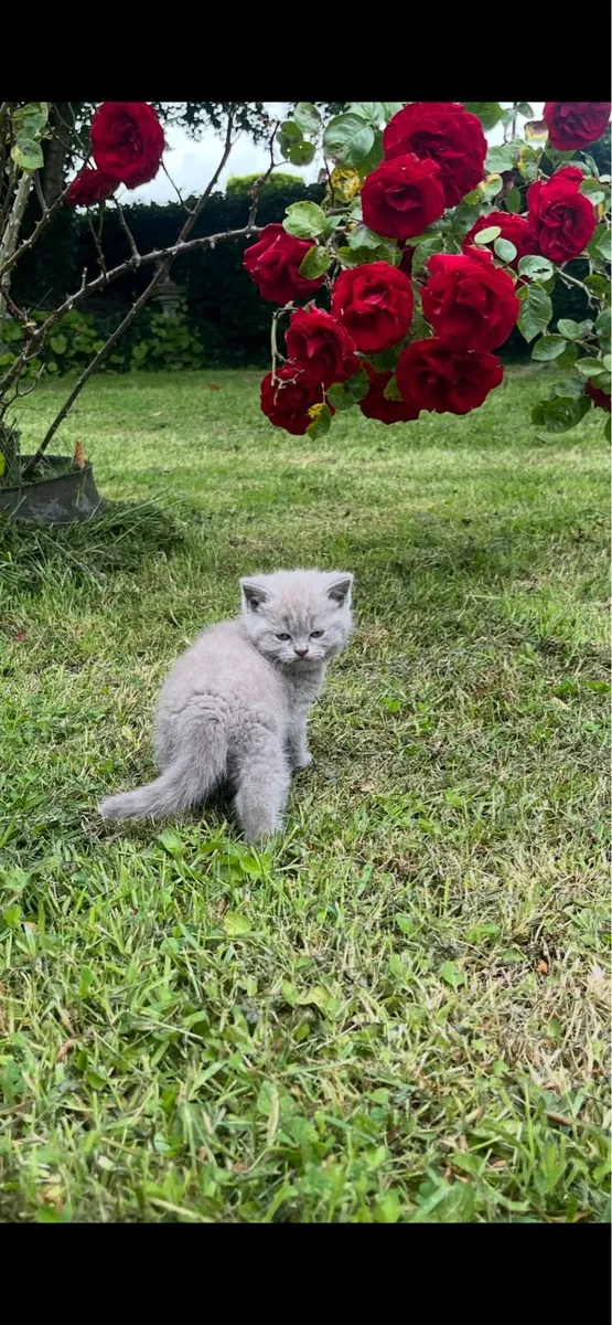 British shorthair lilac male - Image 1