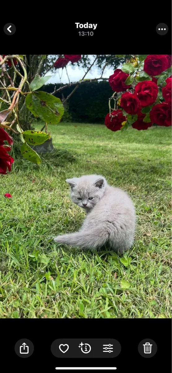 British shorthair lilac male - Image 2